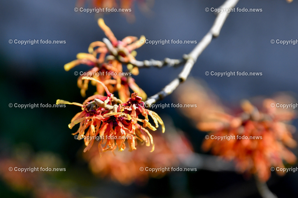 Botanischer Garten_ Friedrich Schwarz_ 08.03.2022-22 | 08.03.2022, Linz, AUT, Botanischer Garten Linz, im Bild Zaubernuss