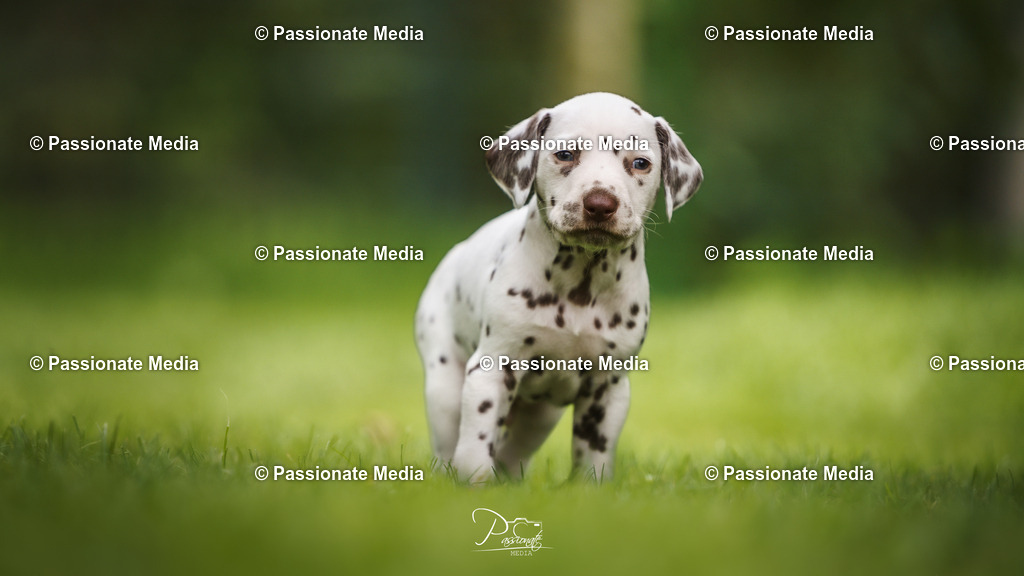 DSC04955 | Passionate Media, dein Fotograf aus Brandenburg, Märkisch Oderland, im Bereich Motorsport, Autos und Motorräder sowie Events und auch Hunde. Shootings oder auch Eventbegleitungen können bei mir gebucht we