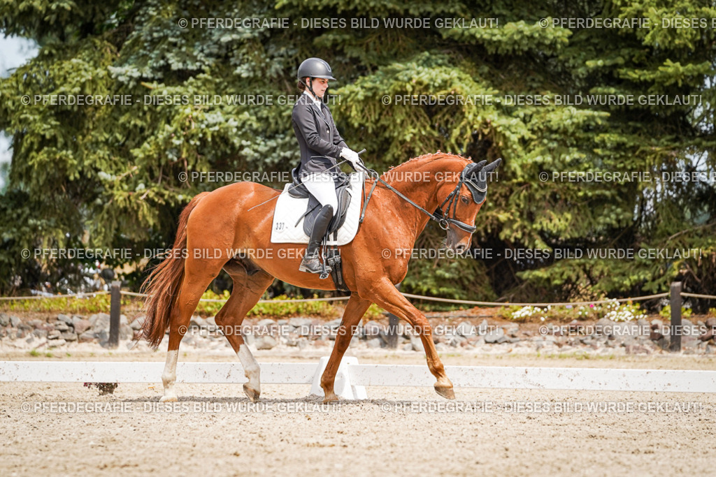 DSC03967 | Pferdegrafie