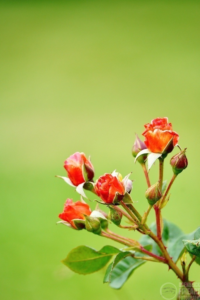 DSC02824 | Björn Thiemann; Ogenblick.de; Fotografie; Photograph; Landscape, Pellworm, Schleswig-Holstein; Inselfotograf; Inselfotografien; Wattenmeer; National-Park; Naturschutzgebiet; Leuchtturm; Lighthouse; Leinwandbilder; Kalender; Pellworm Kalender;  - Realisiert mit Pictrs.com