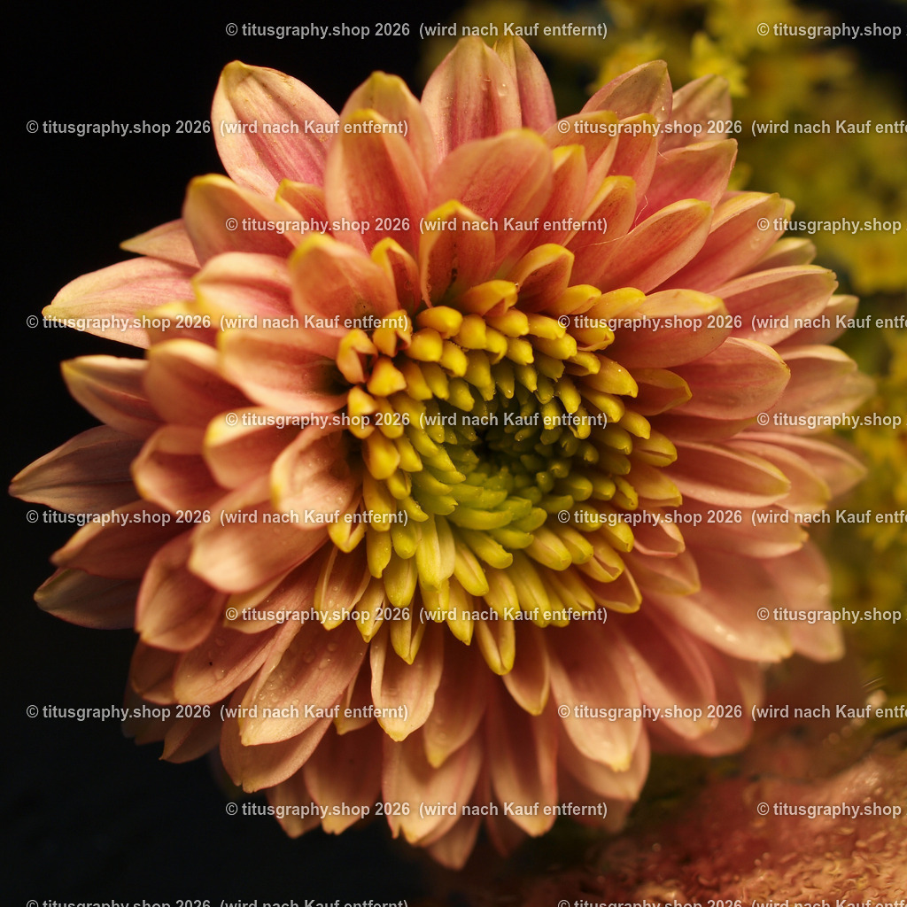 P7088785_edited | OLYMPUS DIGITAL CAMERA - Realisiert mit Pictrs.com