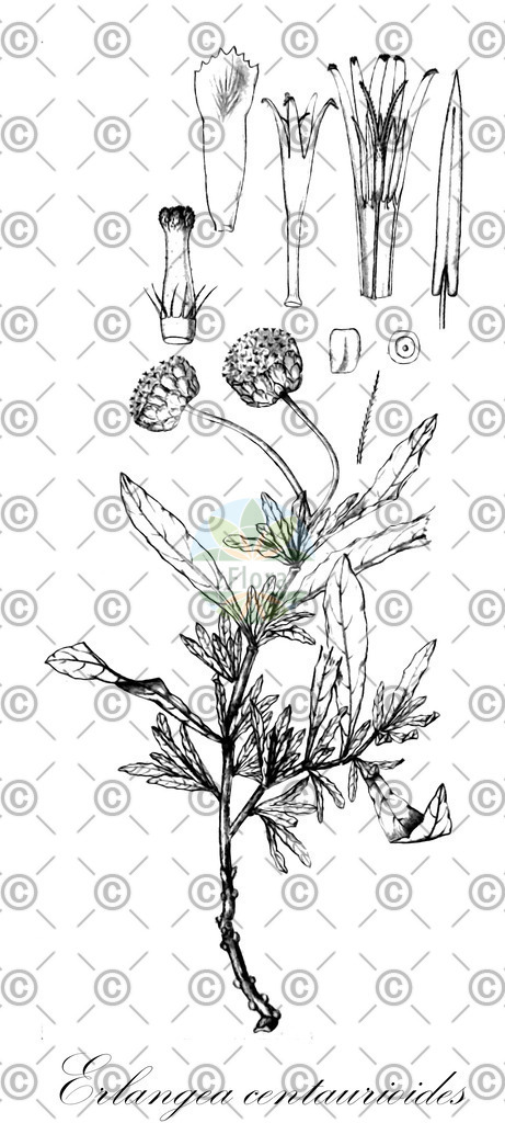 HistAbb_2197_1_FLORAD_SIMPLE | Historische Abbildung von Erlangea centaurioides - Asteraceae | Historical Illustration of Erlangea centaurioides - Asteraceae