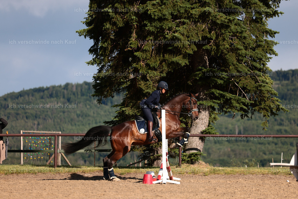 KlasseL_Stoibphotography_CAM24140.JPG | working equitationturnier fotograf videograf stoibphotography marixx film working equitation deutschland reitsport turnierfotografie eventfotografie equestrian events