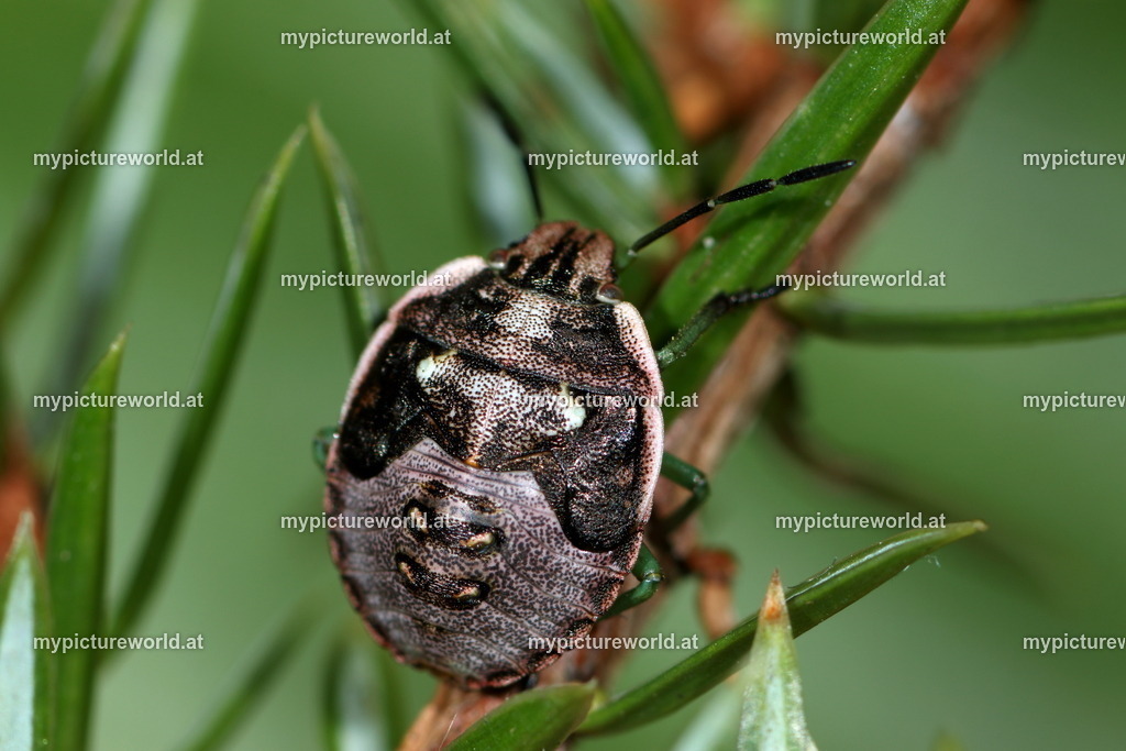 Chlorochroa juniperina-004 | Das Bilderarchiv über Tiere, Planzen und Landschaften. In der Bilddatenbank finden Sie ein große Auswahl an hochwertigen Bilder für Ihre Werbung - Realisiert mit Pictrs.com