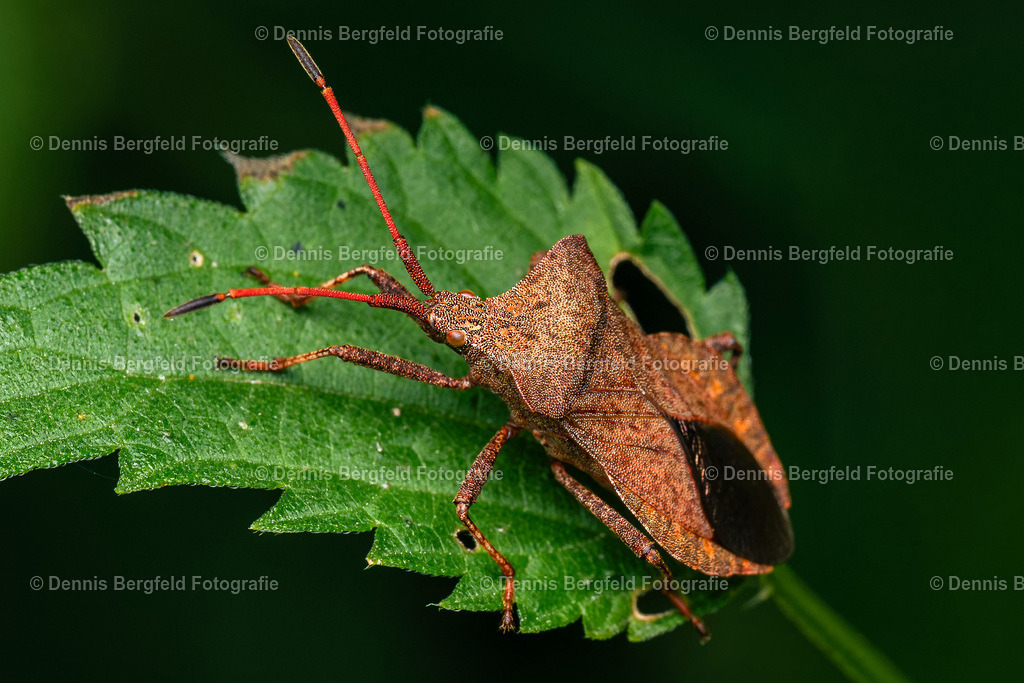 Käfer 2 | Entdecken Sie Natur, Makro und Tierfotografie von Dennis Bergfeld.Besondere Momente und Details der Natur, hochwertig als Foto und Wandbild erhältlich. - Realisiert mit Pictrs.com