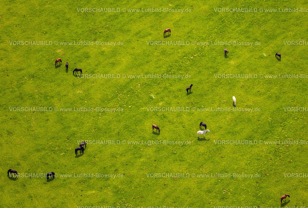 Xanten240402314BirtenPferdezucht | Luftbild, Pferdezucht auf einer Weide In der Hees, Bringshof Pferdepension, Birten, Xanten, Niederrhein, Nordrhein-Westfalen, Deutschland