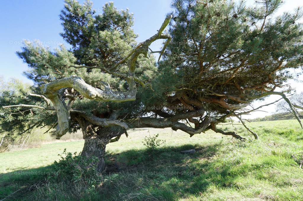 Uralter Windflüchter auf Rügen | Die markante Kiefer im Bild ist ein beeindruckender, rund 130 Jahre alter Windflüchter mit ausladender Krone. Der Baum hat aufgrund der ständigen Ostseewinde eine aussergewöhnliche Wuchsform, bei der sich die Äste extrem ineinder verschränken und die seitlich wachsende Krone so charakteristisch formen.
