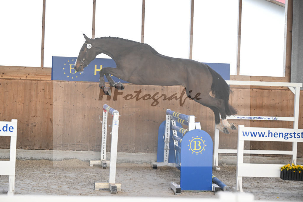 Kat-Nr. 37 Agana Filippa Z v. Aganix Du Seigneur_Schwendinger_14260920 | hf-fotografie - Realisiert mit Pictrs.com