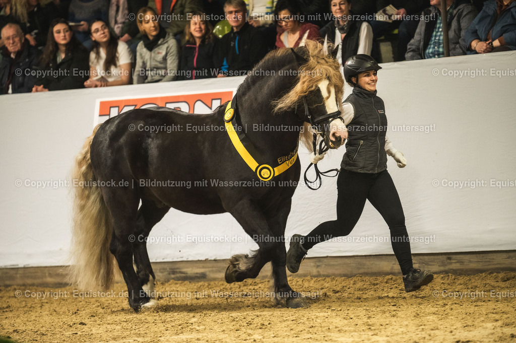 20240302_Hengstvorstellung_Marbach_TOMsPiC_0600-2 | equistock