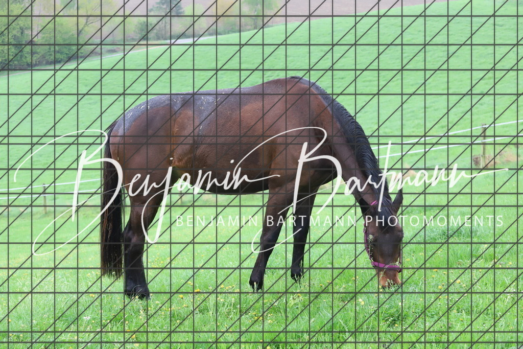 IMG_4295 | Benjamin Bartmann Photomoments