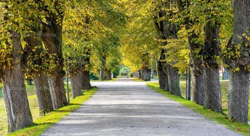 allee | Rolf Wittke  - Realisiert mit Pictrs.com