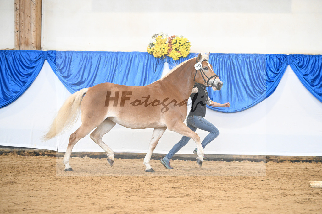 Bl. Band Kat-Nr. 10 Fortina v. Sturmi_Reiser_48251436 | hf-fotografie - Realisiert mit Pictrs.com