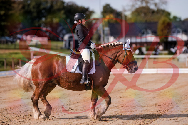 2026_10_03_Siefer-Hof_114106_Z81_83990541 | Professionelle Reitsport-, Turnier- und Eventfotografie von Robert Broda. Galerien mit ausgewählten und bearbeiteten Bildern direkt online ansehen und bestellen.