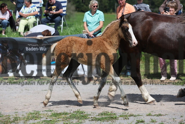 Fohlenprämierung_Sankt-Märgen_2024_KN_45_Venzl (27) | Alle Fotos der Reiterjournal Fotografin Doris Matthaes im Reiterjournal Online-Fotoshop. - Realizado com Pictrs.com