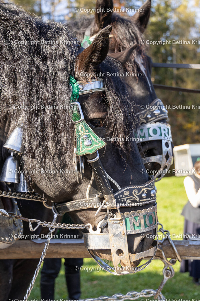LBT24-1384 | foto-bettina-krinner - Realisiert mit Pictrs.com