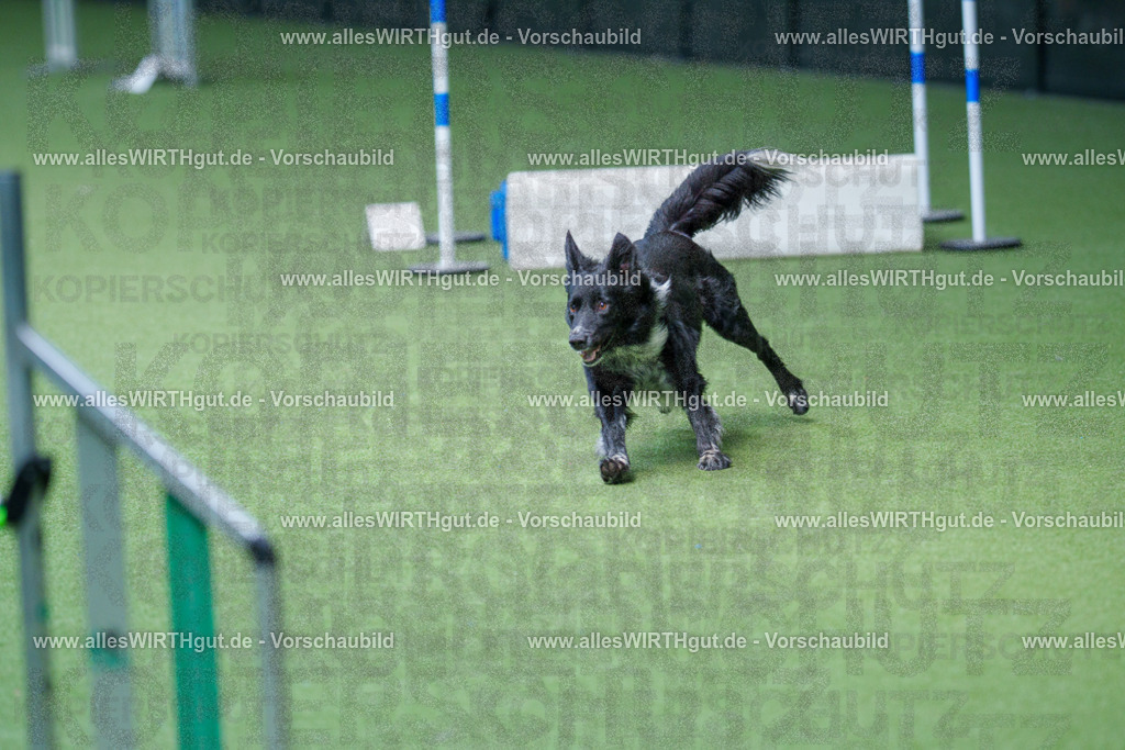 @allesWIRTHgut_Tierfotografie - www.allesWIRTHgut.de - 2604261239-7R501346 | Professionelle Tierfotografie in Mönchengladbach von Daniel Wirth (allesWIRTHgut). Liebevolle & natürliche Bilder von Hunden & Katzen für unvergessliche Erinnerungen.