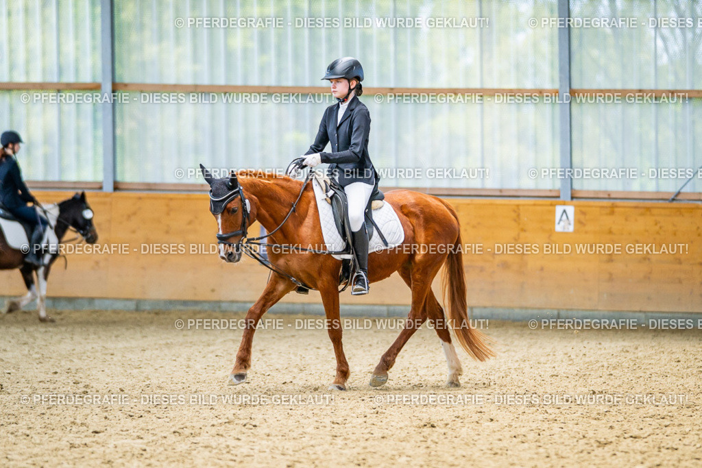 DSC03582 | Pferdegrafie