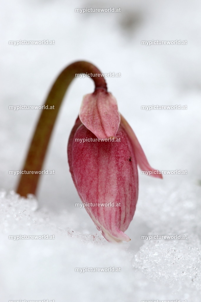 Schneerose-032 | Blütenknospe im Schnee - Realized with Pictrs.com