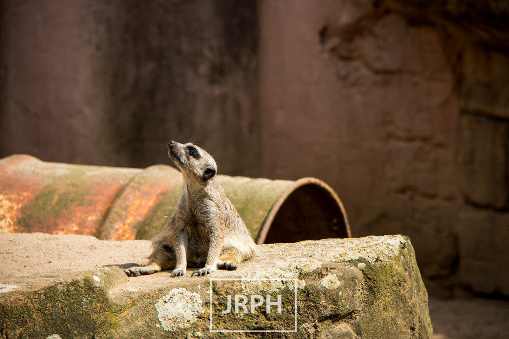 IMG_7313 | jrph - Realisiert mit Pictrs.com