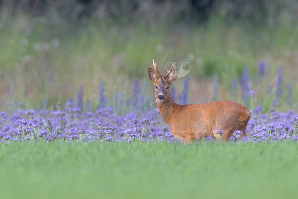 R5NF0813_20240530 | Das Reh (Capreolus capreolus), zur Unterscheidung vom Sibirischen Reh auch Europäisches Reh genannt, ist die in Europa häufigste und kleinste Art der Hirsche. Als Trughirsch ist es näher mit dem Ren, dem Elch und dem amerikanischen Weißwedelhirsch verwandt als mit dem in Mitteleuropa ebenfalls heimischen Rothirsch. - Realisiert mit Pictrs.com