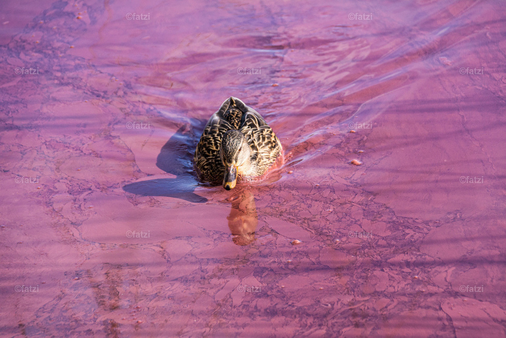 Bled Feb2020 Rotalgen_20200223-141902-k | Fatzi Bilder-Archiv! 
Die Bilder sind für private Nutzung lizenzfrei. Die kommerzielle Nutzung ist möglich und erwünscht, jedoch bitte ich um vorherige Kontaktaufnahme per E-Mail (info@fatzi.at) oder unter +43 650 7828269 - Realisiert mit Pictrs.com