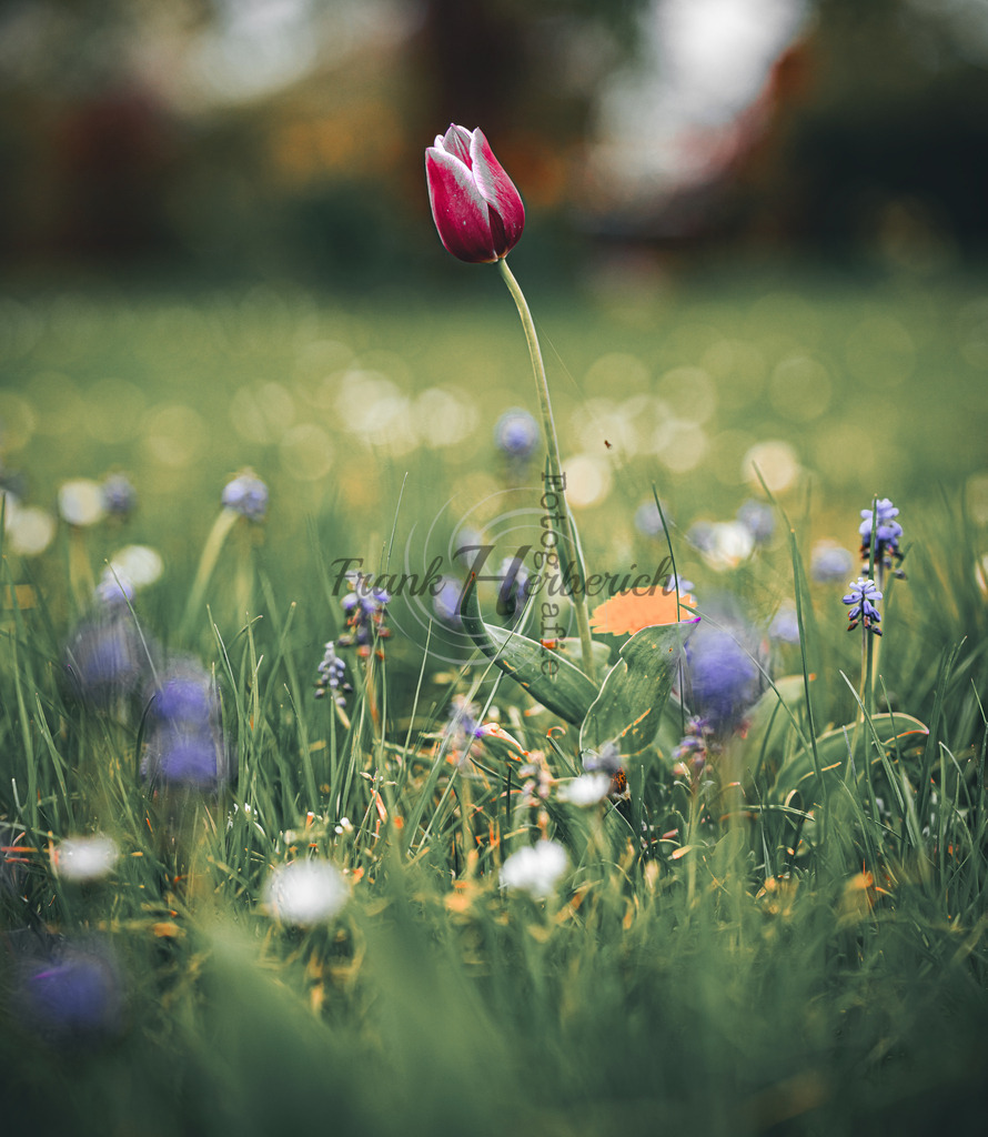 _X0A87457-Editbea | Frank Herberich Fotografie, Frank Herberich, Fotografie, Hochzeit, Portrait, St. Peter Ording, Ording, Westerhever, Nordsee, Frank Fotografie, Hardheim,  Odenwald,Walldürn, Band,Eventfotografie - Realisiert mit Pictrs.com