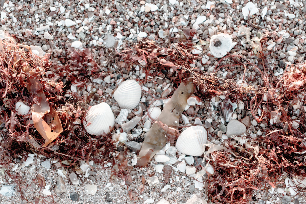 Wandbild: Muscheln und Seetang  | Dieses Wandbild im Querformat zeigt einige Muscheln und Seetang am Strand in Nahaufnahme. Das rötliche Braun sorgt für einen schönen warmen Farbton auf dem Wandbild. Zusammen mit den Muscheln ergibt es ein schönes maritimes Strandbild. Holen Sie sich mit diesem dekorativen Wandbild den Strandurlaub für das ganze Jahr nach Hause oder an den Arbeitsplatz. Es ist auf Leinwand, auf Aluminium-Platte, Acrylglas oder als Holzdruck erhältlich. Dabei wird es individuell für Sie in vielen Abmessungen produziert. Daher passen die Ostseekult Wandbilder immer perfekt an Ihre Wände.   - Realisiert mit Pictrs.com