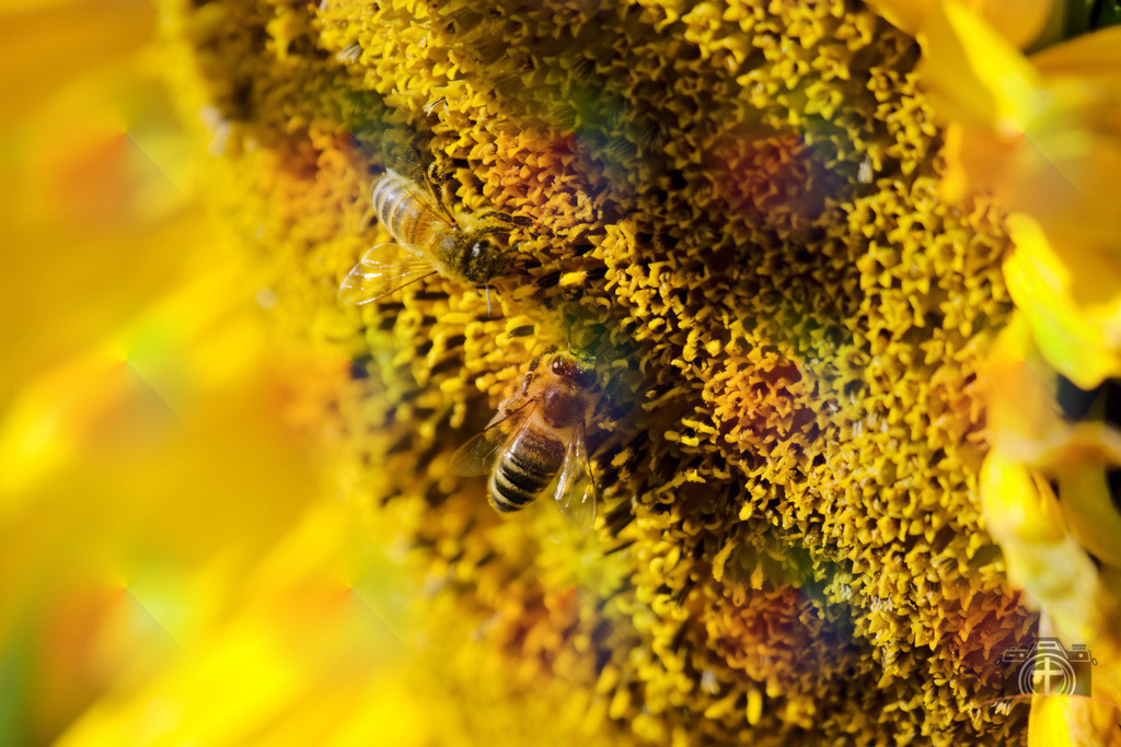 I-Biene-0006 | Entdecken Sie eine vielfältige Auswahl individueller Fotos zum Kauf auf picturalux.de. Finden Sie hochwertige Bilder für Ihre Projekte, die Ihre Botschaft perfekt unterstreichen. Stöbern Sie jetzt und verleihen Sie Ihren Inhalten das gewisse Etwas! - Realisiert mit Pictrs.com