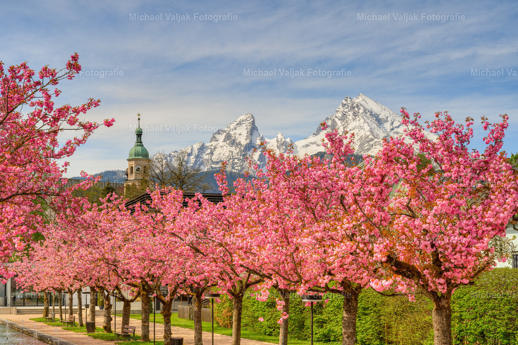 Berchtesgaden Kirschblüte und Watzmann | Blick vom Kurpark in Berchtesgaden mit den blühenden Kirschbäumen zum noch schneebedeckten Watzmann. - Realisiert mit Pictrs.com