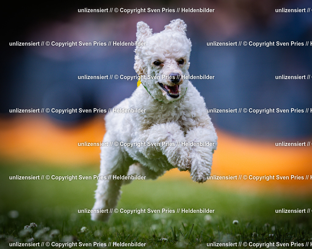 Sven Pries | 2025-05-29 - Pudelrennen KA-Durlach - Realisiert mit Pictrs.com