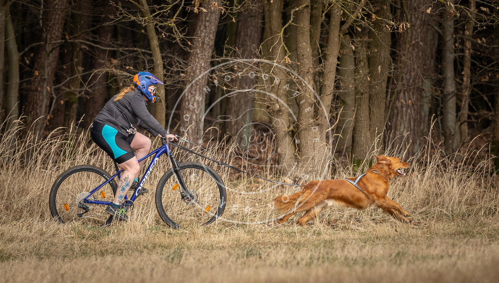 DV3A4565 | Hundefotografie, Tierfotograf, Pfotenfotografie, Fotoshooting Hund, Hunde Portrait, Hundesport, Hundeportraits, Heideshooting, Hunde, Sportfotograf, Hundefotograf, Turnierhundsport, THS,  - Realisiert mit Pictrs.com