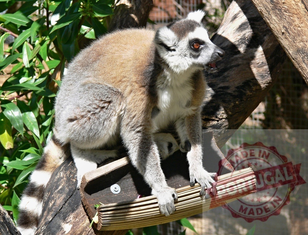 Ring-tailed lemur mother carrying baby on branch | Ring-tailed lemur mother carrying her baby on a wooden resting platform in a zoo habitat - Realisiert mit Pictrs.com
