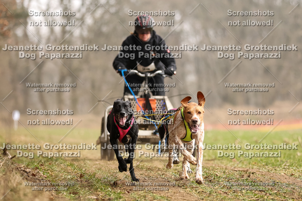 Dog Paparazzi - Plate 2026-97 | Dog Paparazzi Jeanette Grottendiek Fotografie & Videografie - Realisiert mit Pictrs.com