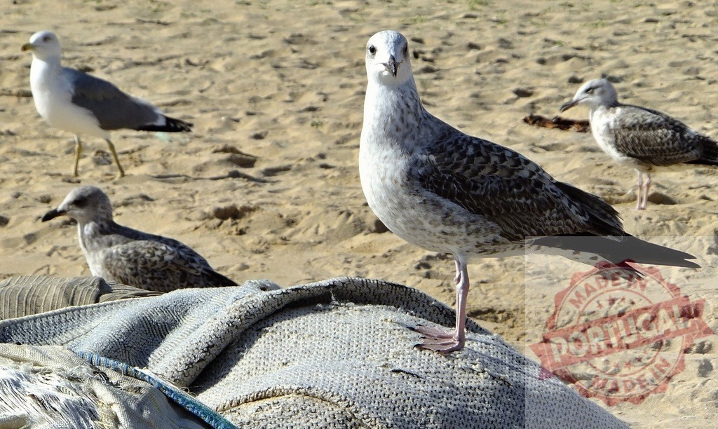 Seagulls on beach sand looking at camera | Seagulls standing on sand and old fabric at the beach - Realisiert mit Pictrs.com