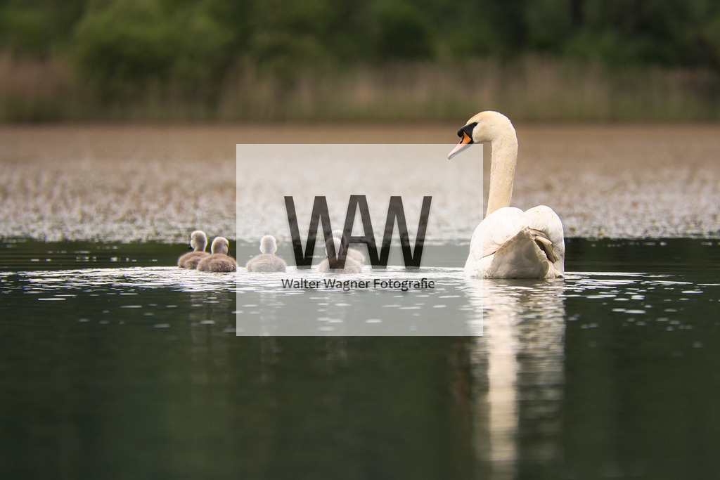 WWW07842 | walter-wagner-fotografie