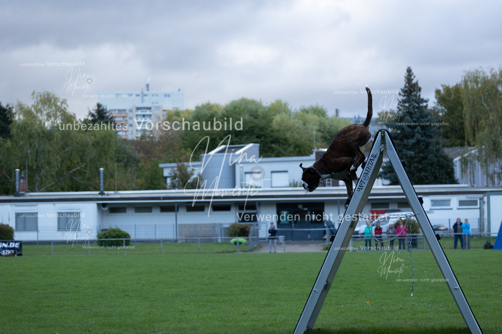 _16A4600 | Einzigartige Fotos von Hunden & Menschen –Actionfotos, Portraits, Vereinsaufnahmen & Paarshootings – authentisch, lebendig & mit Herz.