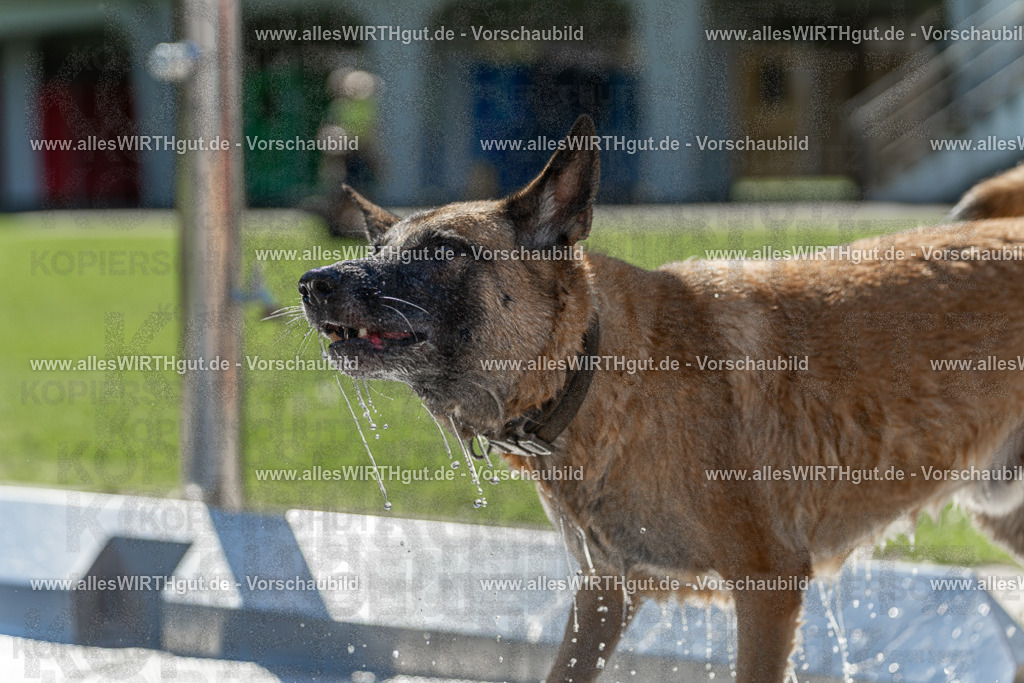 Hundeschwimmen_Volksbad_2026-allesWIRTHgut_Tierfotografie-2609061200-111033-7R500082 | Professionelle Tierfotografie in Mönchengladbach von Daniel Wirth (allesWIRTHgut). Liebevolle & natürliche Bilder von Hunden & Katzen für unvergessliche Erinnerungen.