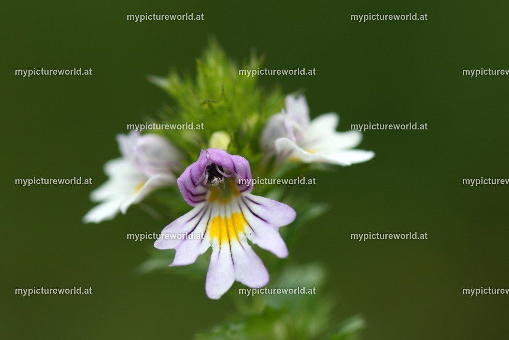 Wiesen-Augentrost-004 | Das Bilderarchiv über Tiere, Planzen und Landschaften. In der Bilddatenbank finden Sie ein große Auswahl an hochwertigen Bilder für Ihre Werbung - Realized with Pictrs.com