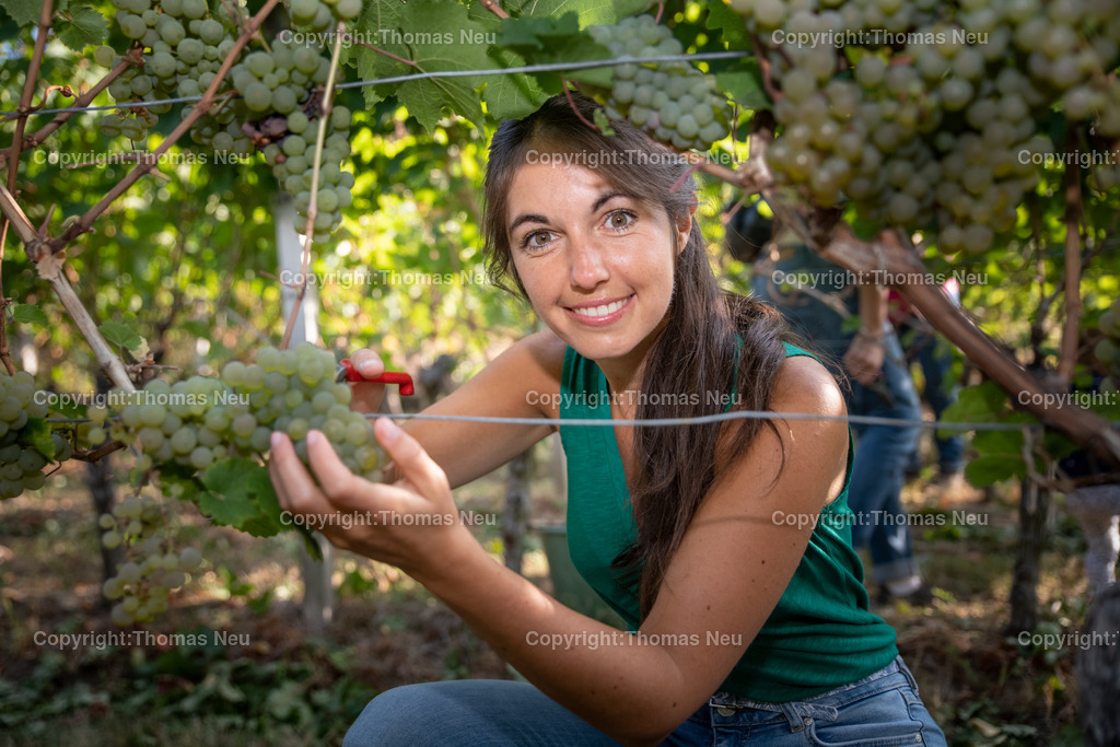 DSC_2471 | ,bre,Die deutsche Weinprinzessin Carolin Hillenbrand liest Trauben für ihren Königinnenwein. Foto direkt im Weinberg, Bild: Thomas Neu