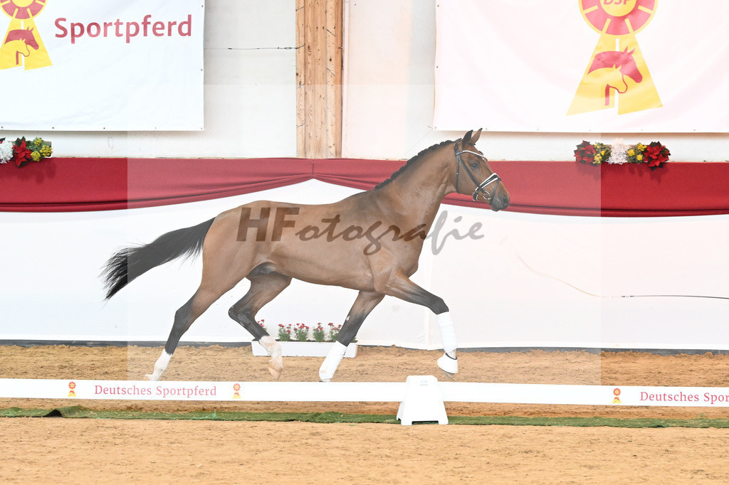 Kat-Nr. 58 Vitalis x Quaterback_Molcan_43230887 | hf-fotografie - Realisiert mit Pictrs.com