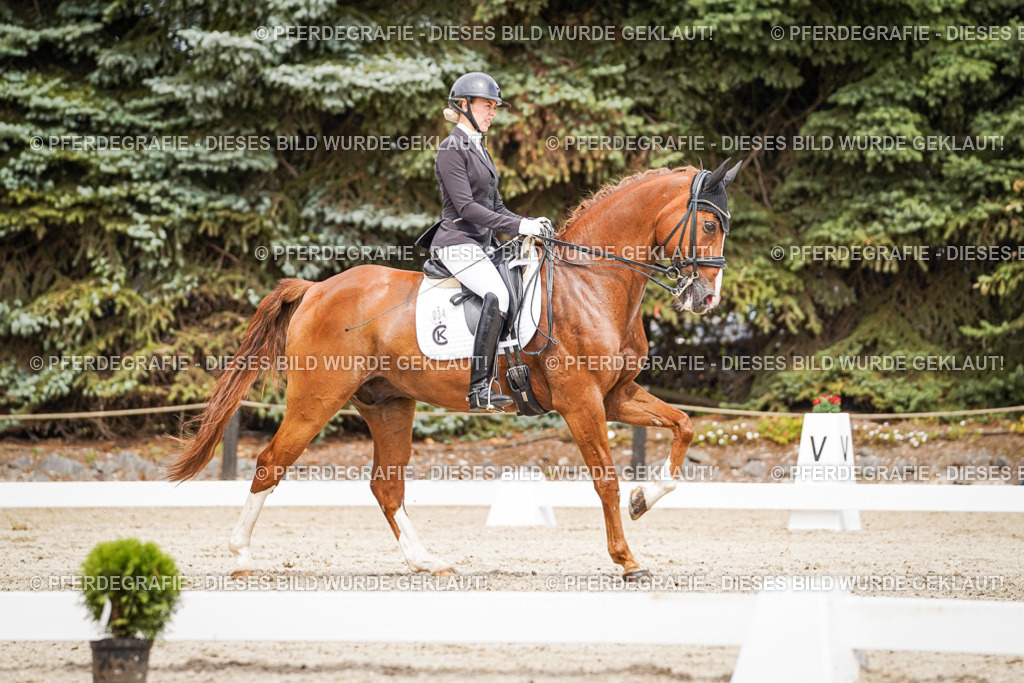 DSC05237 | Pferdegrafie