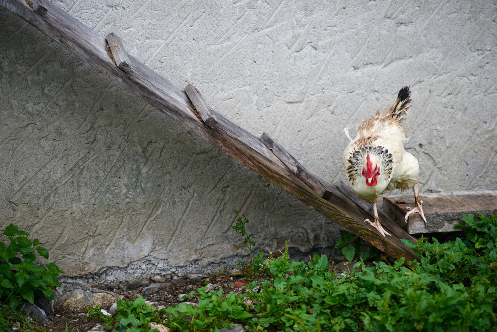 Huhn auf der Hühnerleiter | Laterns, Austria - July 28, 2017: Huhn auf der Hühnerleiter. - Realisiert mit Pictrs.com