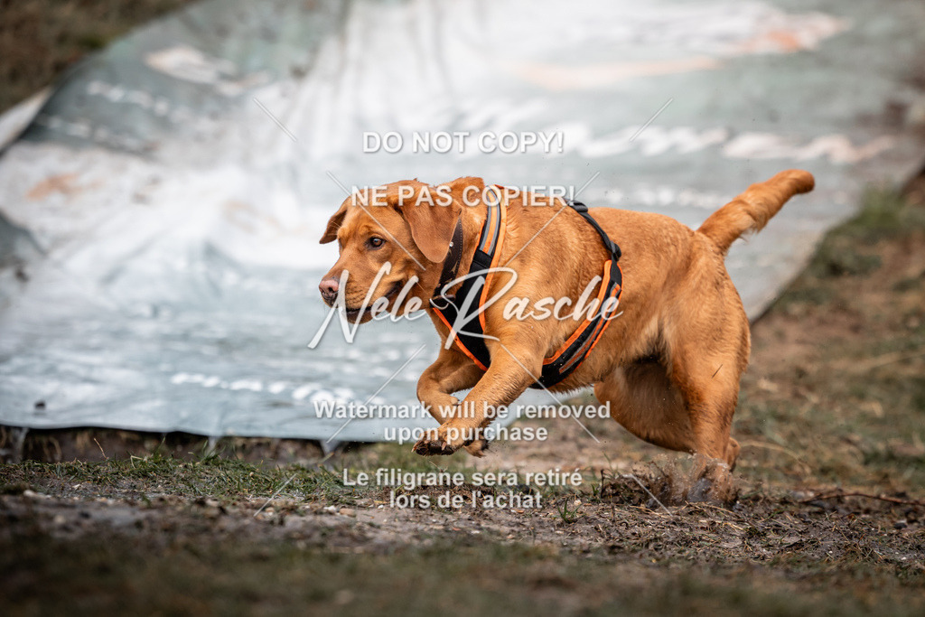 nelerasche_1330-1400_64 | nelerasche