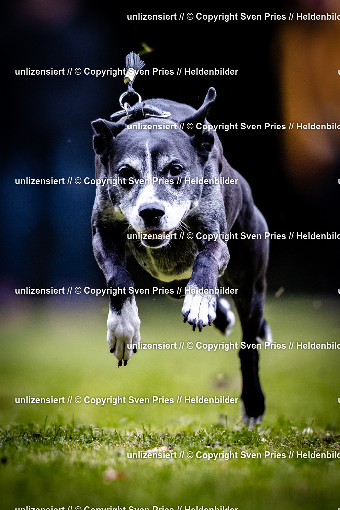 Sven Pries | 2025-10-03 - Hunderennen Obergrombach - Realisiert mit Pictrs.com