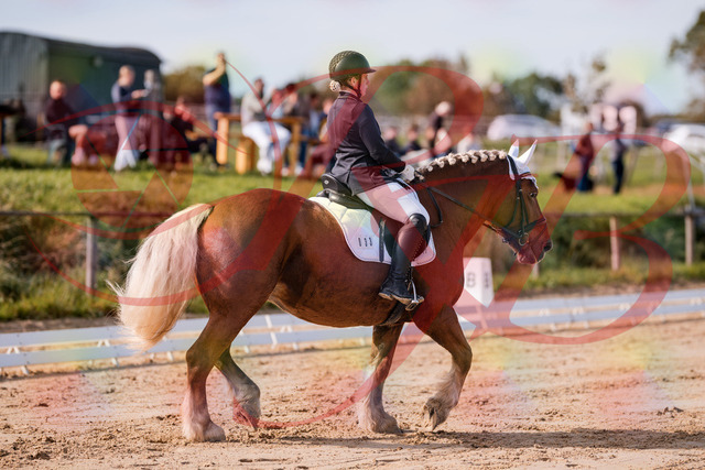 2026_10_03_Siefer-Hof_114149_Z81_85050647 | Professionelle Reitsport-, Turnier- und Eventfotografie von Robert Broda. Galerien mit ausgewählten und bearbeiteten Bildern direkt online ansehen und bestellen.