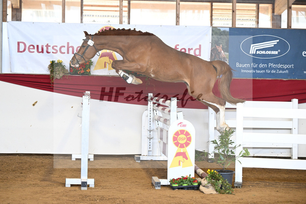 Kat-Nr. 41 Kassandor H v. Kassander vant Roosakker_Stuber_16251123 | hf-fotografie - Realisiert mit Pictrs.com
