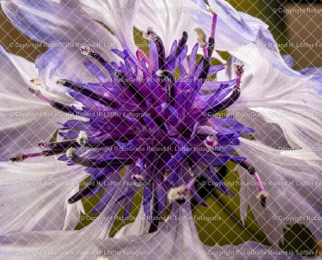 20251115-RLOL8348 | IPTC Infos - Realisiert mit Pictrs.com