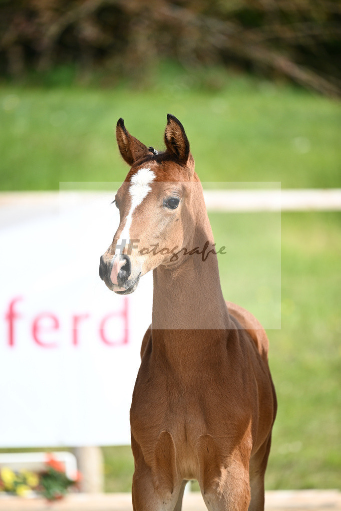 Benicio x De Niro_HF_Eder_11240217 | hf-fotografie - Realisiert mit Pictrs.com