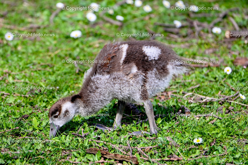 Vögel_ 15.03.2026-13 | 15.03.2026, LINZ, AUT, Themenbild, im Bild Vogel, Gänseküken, Nilgans Küken, Jungvogel, Küken, junger Wasservogel, flauschiges Gefieder, braun-weißes Gefieder, Vogelbaby, Vogel beim Fressen, Nahrungssuche, Wiese, Gras, Gänseblümchen, Naturfotografie, Tierfotografie, Wildvogel, europäische Parklandschaft, Nahaufnahme, Seitenansicht, Frühling, Tiernachwuchs, Symbolbild, Feature
