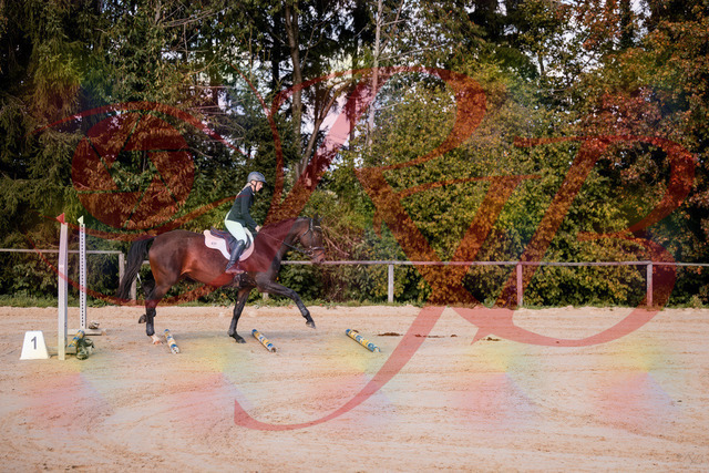 2026_10_03_Siefer-Hof_143955_Z81_10293106 | Professionelle Reitsport-, Turnier- und Eventfotografie von Robert Broda. Galerien mit ausgewählten und bearbeiteten Bildern direkt online ansehen und bestellen.